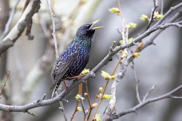 Common Starling (Sturnus vulgaris), also known as the European Starling or just Starling.