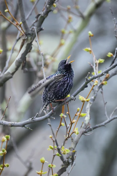 Common Starling (Sturnus vulgaris), also known as the European Starling or just Starling.