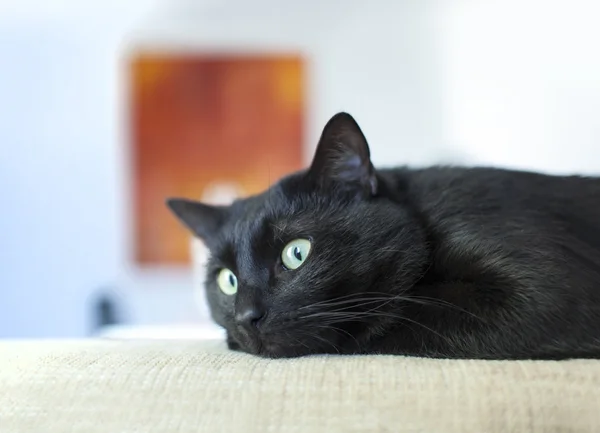 Beautiful black cat with green eyes