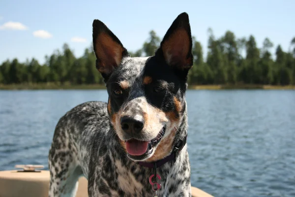 Dog at the Lake