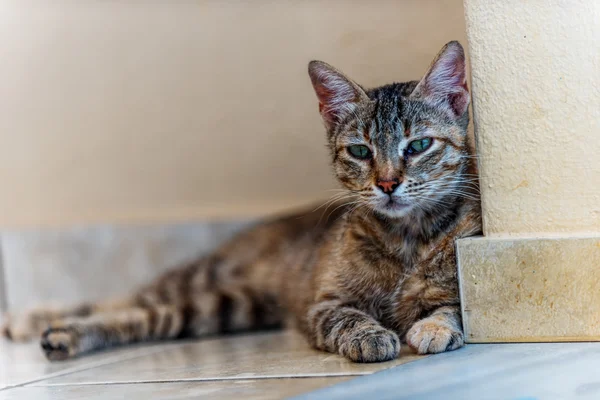 Wild angry cat from Crete, Grece