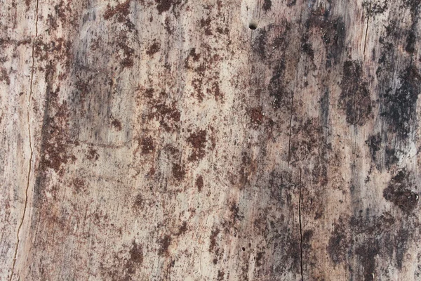 Textured tree bark is damaged bugs