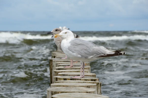 Seagulls on wooden palisade at baltic sea.