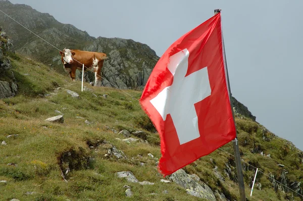 Swiss flaq and cow on meadow.