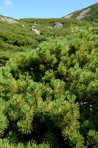 Dwarf mountain pine close up