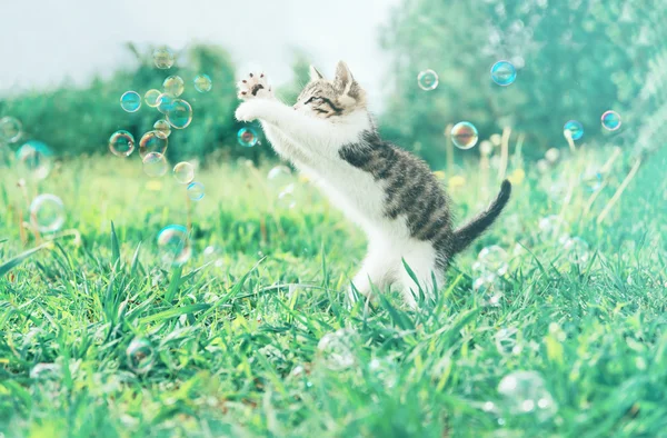 Little kitten with soap bubbles