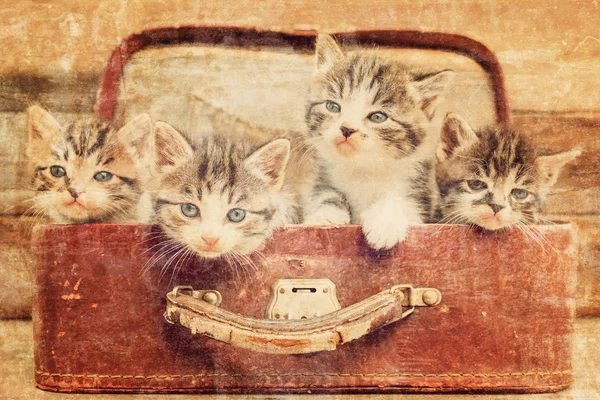 Kittens looking out from suitcase