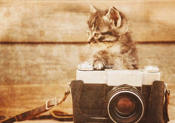 Cute kitten with old camera