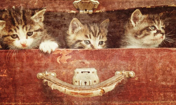 Kittens in vintage suitcase