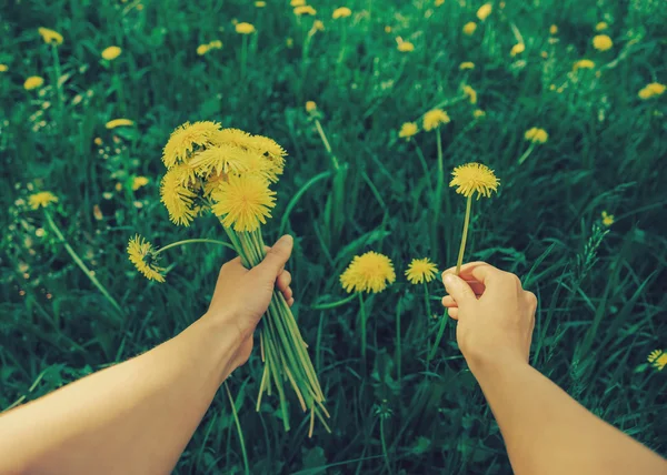 POV image of woman with dandelions
