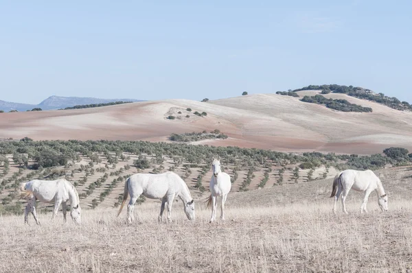 White horses grazing