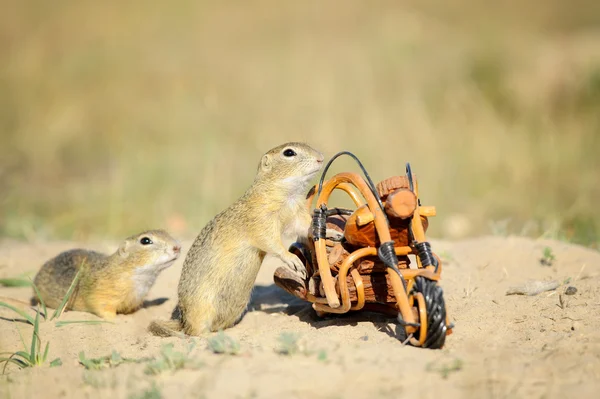 European squirrels sniffing around wooden bike