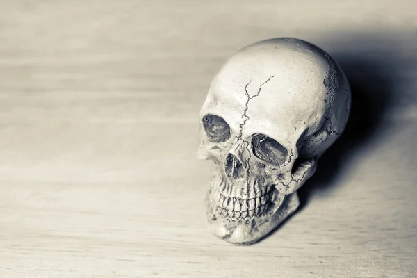 Still life of human skull
