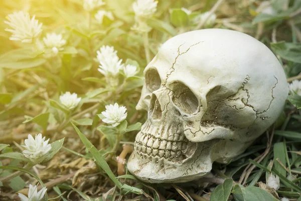 Still-life of human skull on grass and white flowers