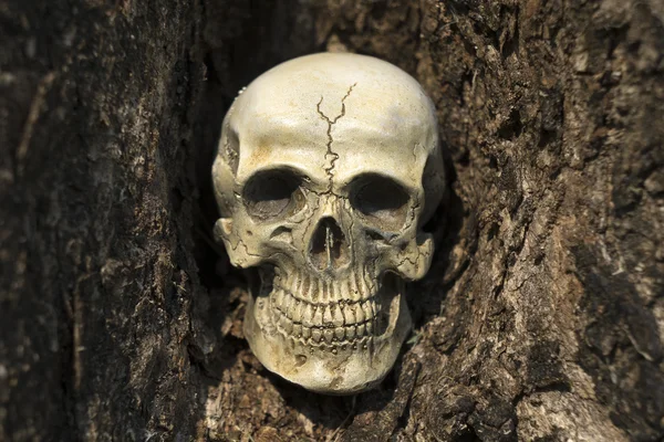 Still-life of human skull on tree bark