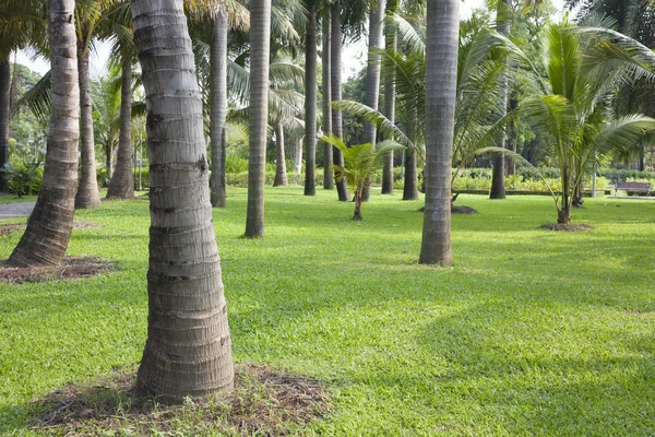 Manila palm park