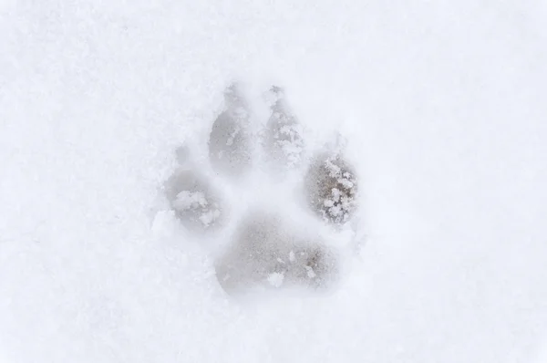 Dog footprint frost