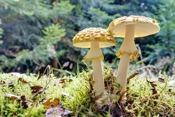 Mushrooms in the wood