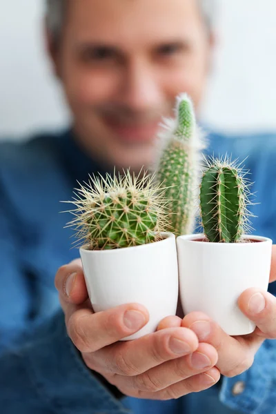 Three little cactuses