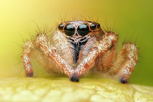 Salticus scenicus jumping spider macro