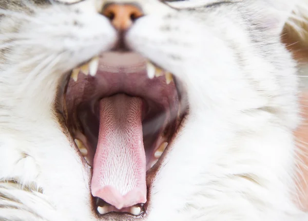 Silver cat of siberian breed, female