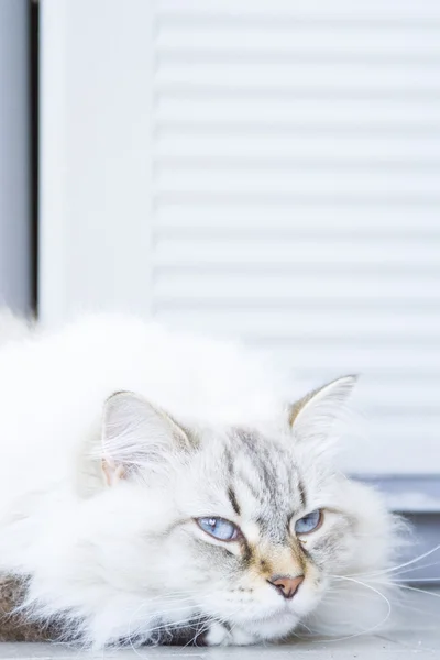 Long haired cat, siberian breed, white neva masquerade variant