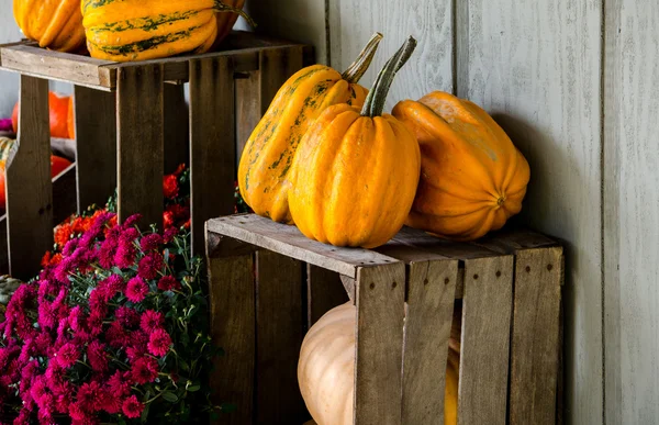 Fall pumpkins and mums