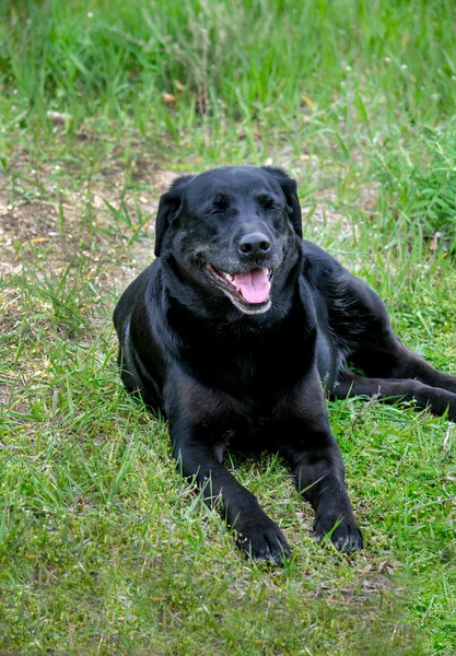 Old black lab dog