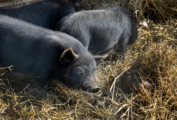 Black pigs in the straw