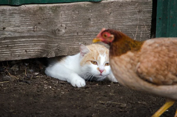 Cat stalking chicken
