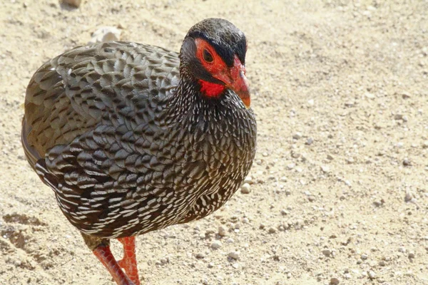 Swainson\'s Francolin in Addo National Park - Africa