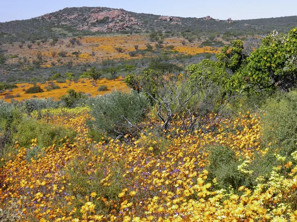 Dimorphotheca Sinuata. Each year the barren semi-desert Namaqual