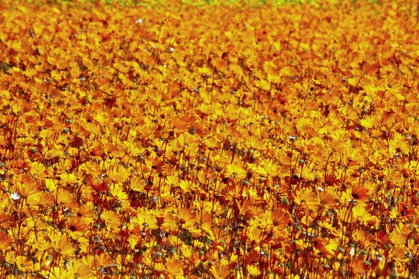 Dimorphotheca Sinuata. Each year the barren semi-desert Namaqual