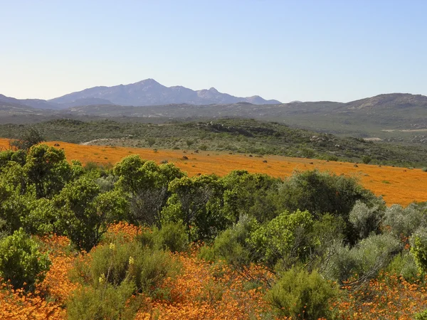 Dimorphotheca Sinuata. Each year the barren semi-desert Namaqual