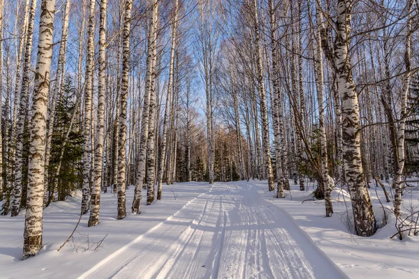 Birch winter road forest snow