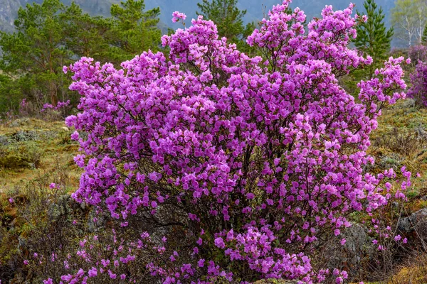 Rhododendron magenta flowers shrub