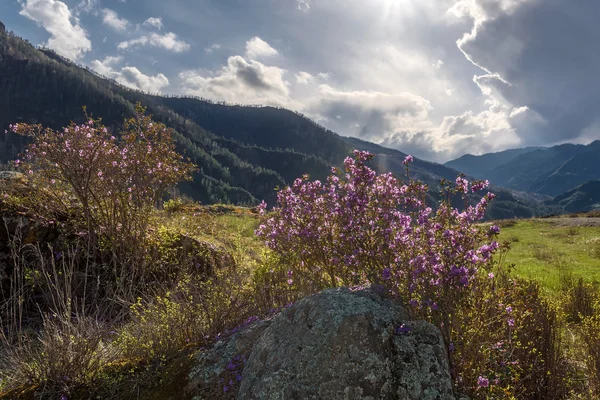 Mountains rhododendron sunlight spring