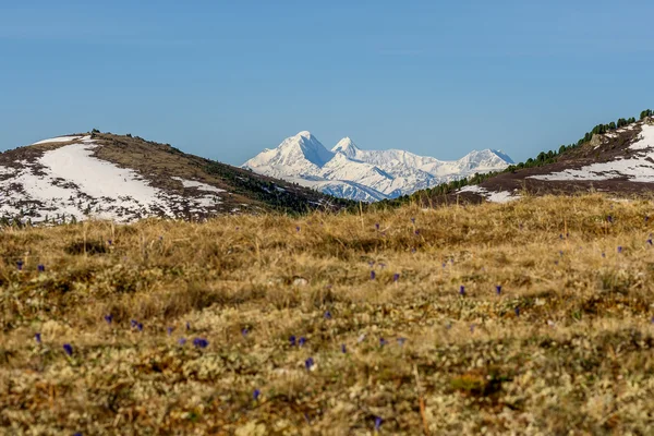 Flowers dry grass mountain snow