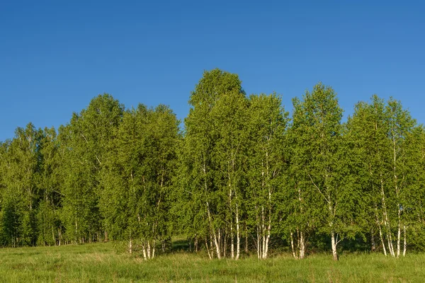 Birch grove leaves trees