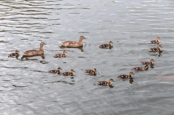 Duck ducklings lake