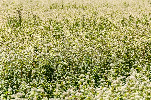 Buckwheat flowers field