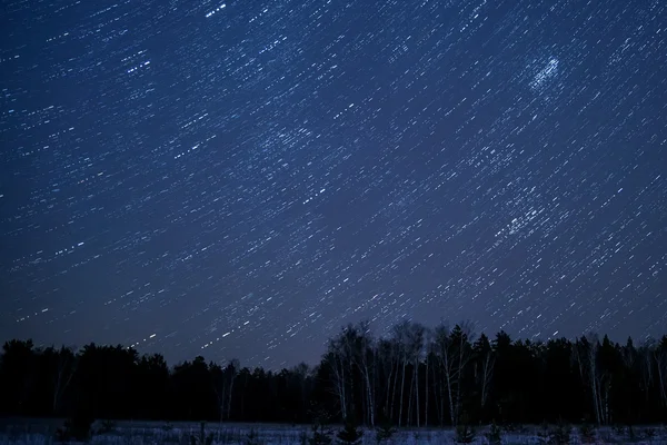 Star tracks sky forest