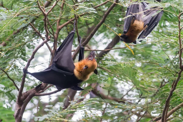 Bat in forest