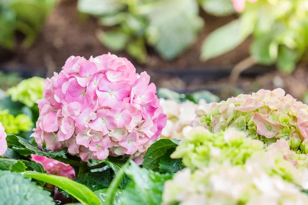 Hydrangea flower (Hydrangea macrophylla) in a garden