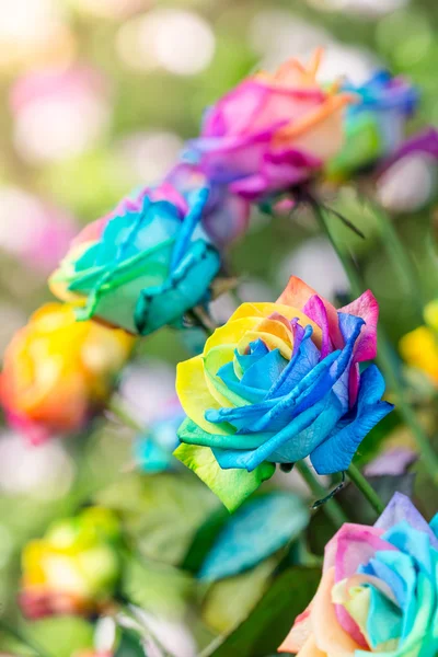 Colorful of rainbow roses flower. Macro of rainbow roses with mu