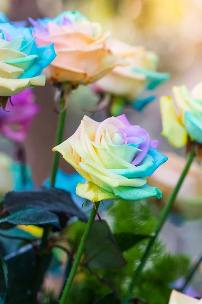 Colorful of rainbow roses flower. Macro of rainbow roses with mu