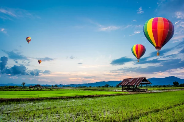 Hot-air balloons flying over Fresh rice field on beautiful sunset