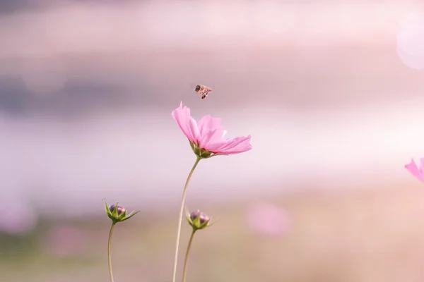 Beautiful cosmos flowers with color filters