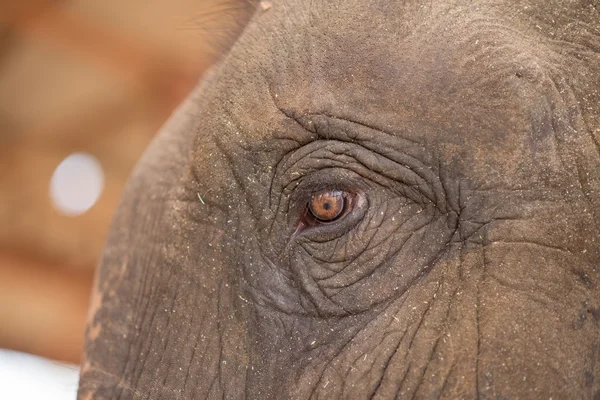 Close up elephant\'s eye