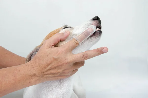 Hand brushing dog\'s tooth for dental